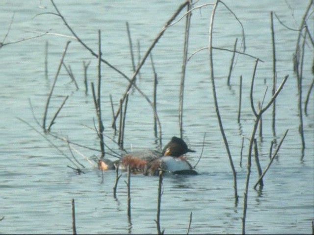 Eared Grebe - ML201887471