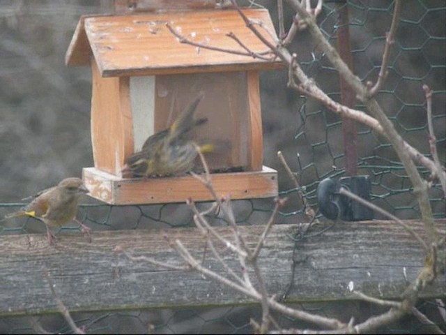 Yellow-breasted Greenfinch - ML201887481