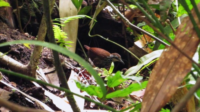 Bornean Wren-Babbler - ML201887541