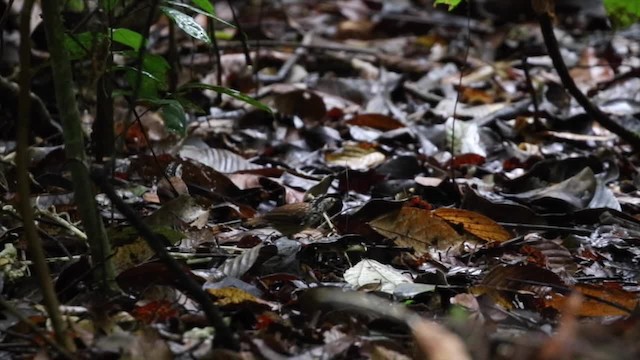 Striped Wren-Babbler - ML201887561