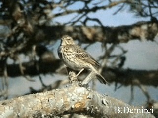 Tree Pipit - ML201887581