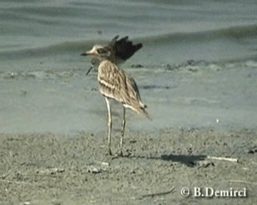 Eurasian Thick-knee - ML201887601