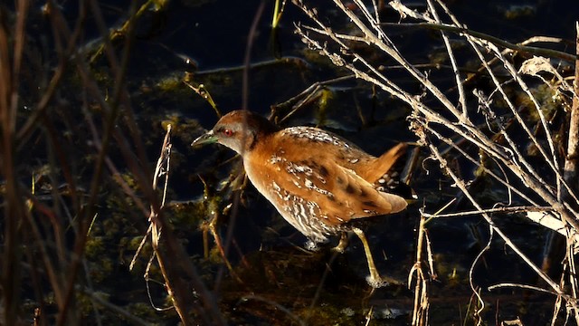 Baillon's Crake - ML201887621