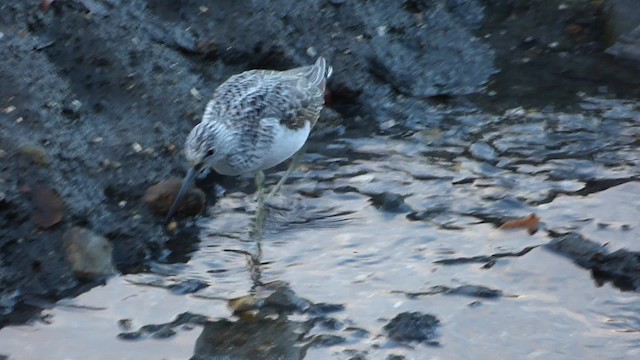 Common Greenshank - ML201887701