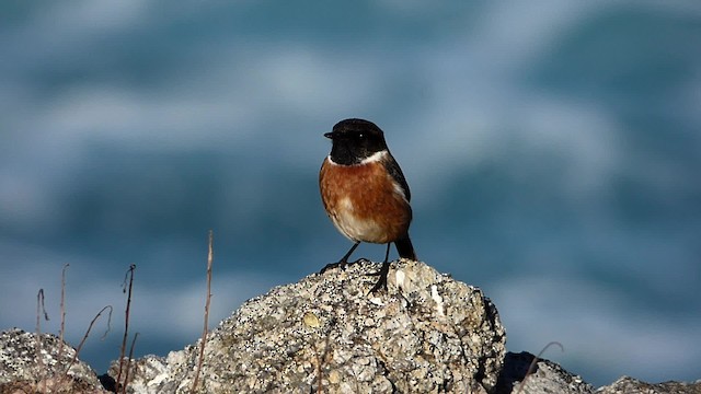 European Stonechat - ML201887741