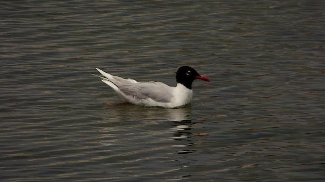 Mediterranean Gull - ML201887761