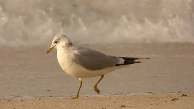 Common Gull (European) - ML201887781