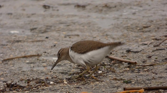 Common Sandpiper - ML201887791