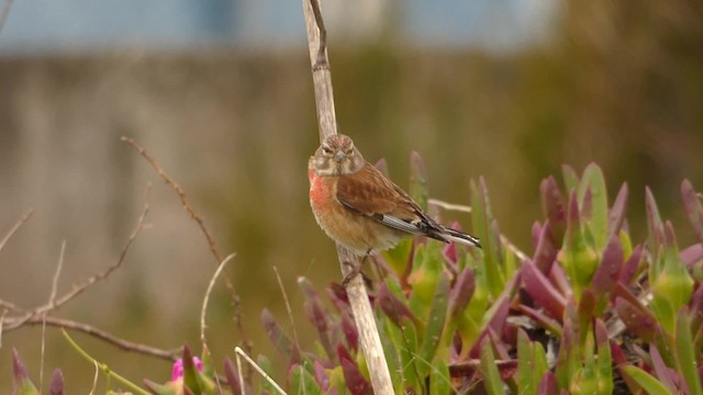 Алтан цэгцүүхэй - ML201887801