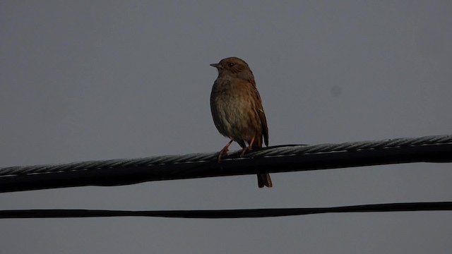 Dunnock - ML201887811