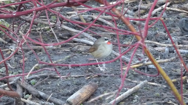 Siberian Rubythroat - ML201887831