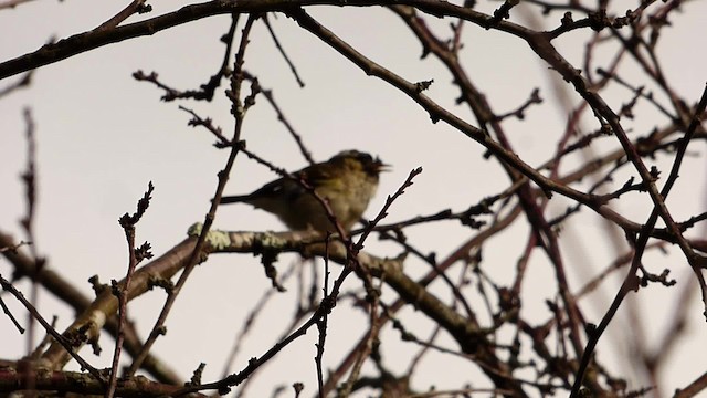 Yellow-browed Warbler - ML201887851