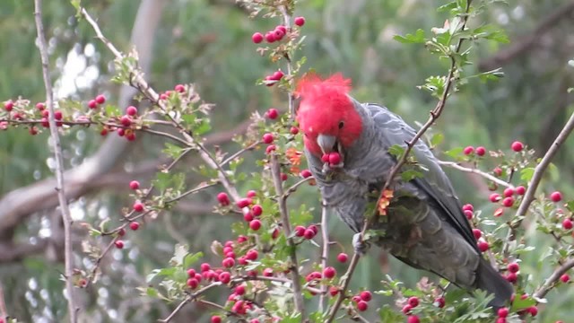 Gang-gang Cockatoo - ML201887911