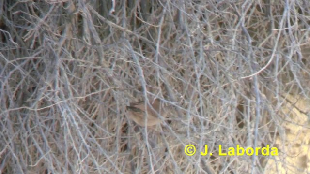 Spectacled Warbler - ML201888731