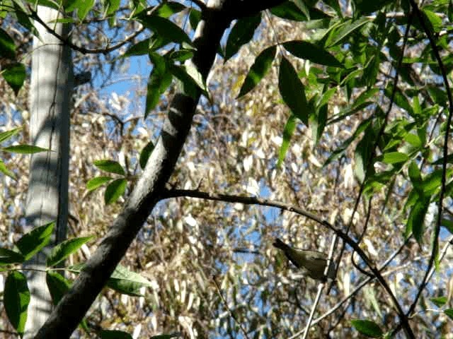 Eastern/Western Warbling Vireo - ML201888971