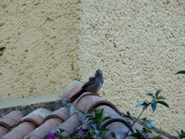 Canyon Towhee - ML201888981