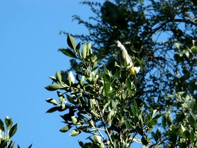 Gray Silky-flycatcher - ML201889001