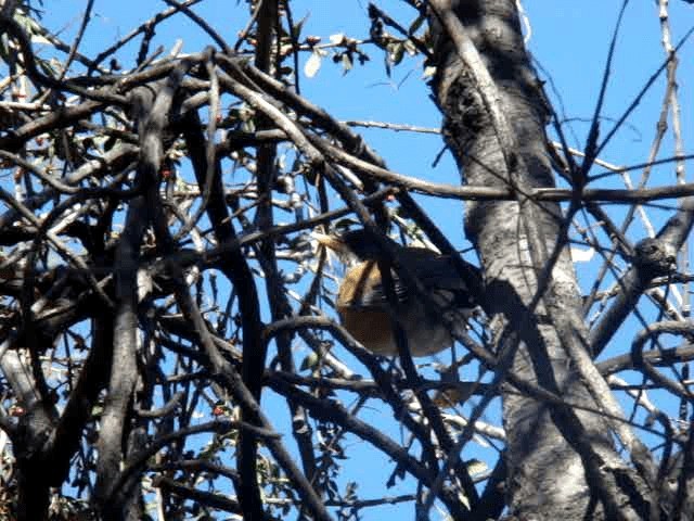 Rufous-backed Robin - ML201889011