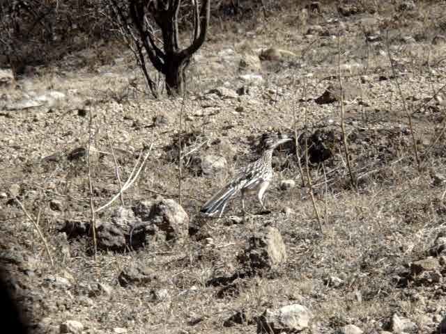 Greater Roadrunner - ML201889021