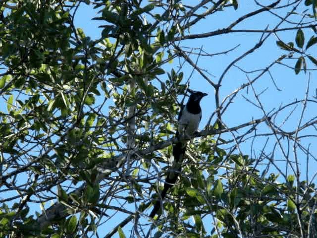 Black-throated Magpie-Jay - ML201889051