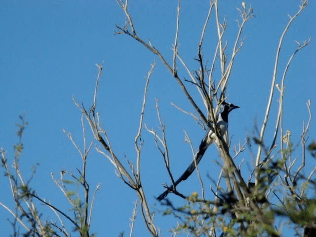 Black-throated Magpie-Jay - ML201889061