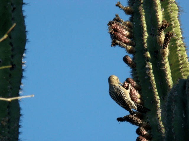 Gila Woodpecker - ML201889071