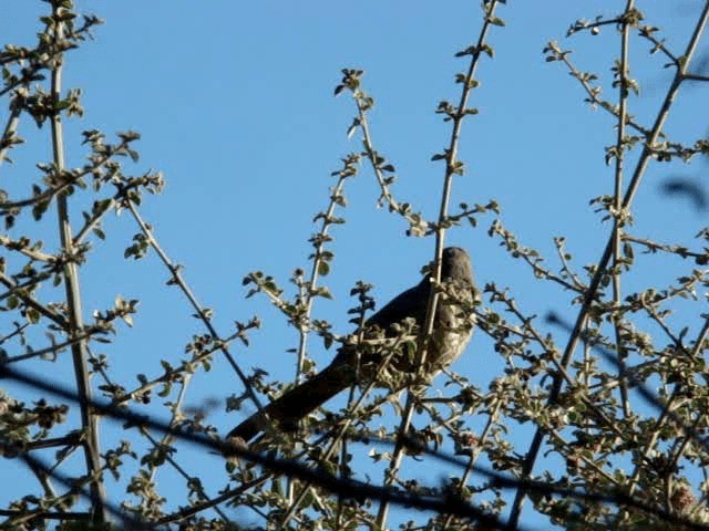 Curve-billed Thrasher - ML201889091