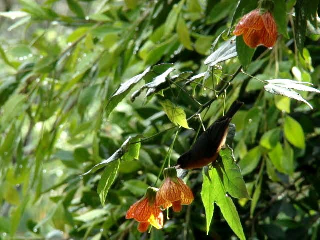 Cinnamon-bellied Flowerpiercer - ML201889131