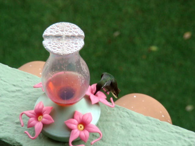 kolibřík blankytohrdlý - ML201889151
