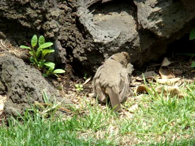 Canyon Towhee - ML201889181