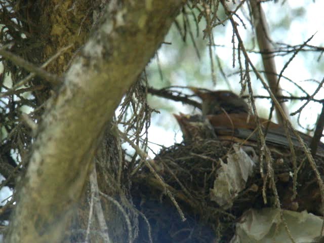 Rufous-backed Robin - ML201889201