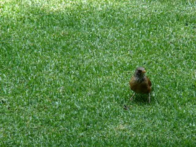 Rufous-backed Robin - ML201889211