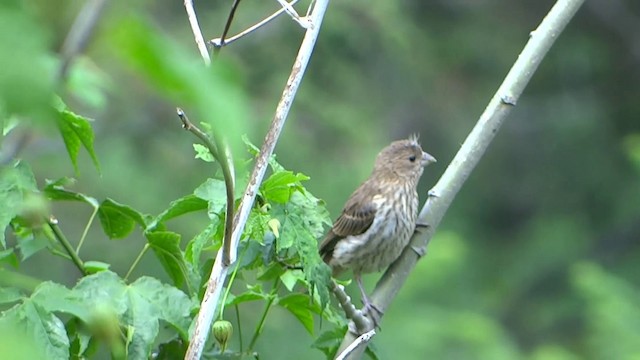 House Finch - ML201889311