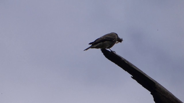 Olive-sided Flycatcher - ML201889321