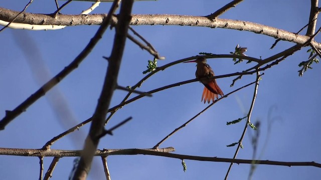 Tarçın Renkli Kolibri [rutila grubu] - ML201889411