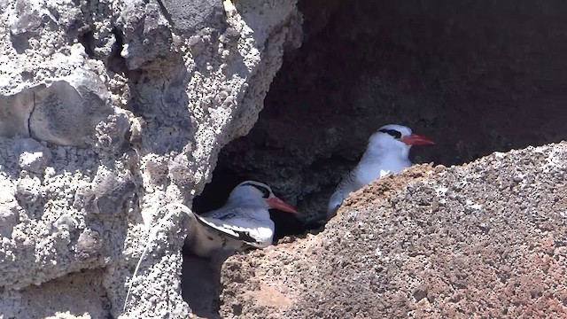 Red-billed Tropicbird - ML201889451