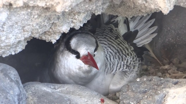 紅嘴熱帶鳥 - ML201889481