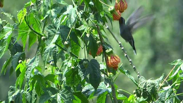 kolibřík blankytohrdlý - ML201889571