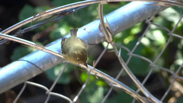 Western Flycatcher (Cordilleran) - ML201889591