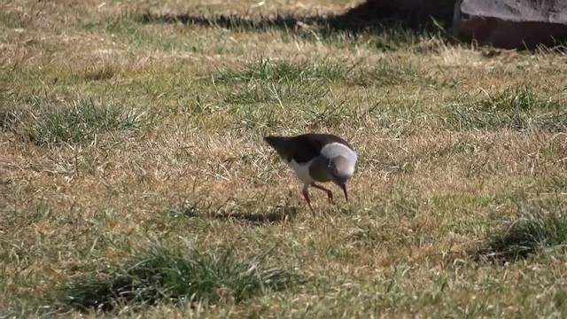 Andean Lapwing - ML201889601