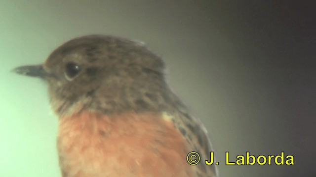 European Stonechat - ML201890141