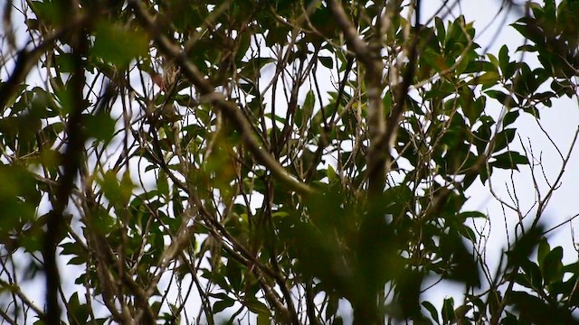 Greenish Tyrannulet - ML201890451