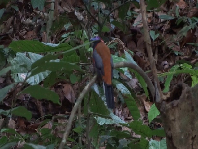 Diard's Trogon - ML201890491