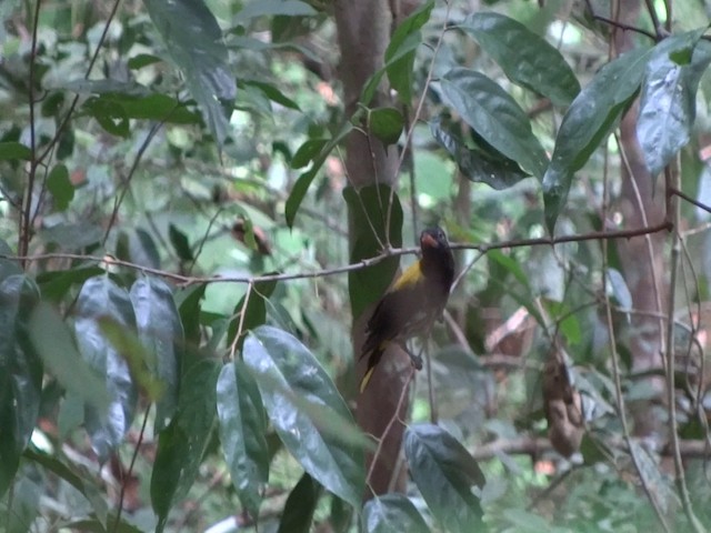 Ventriloquial Oriole - ML201890541