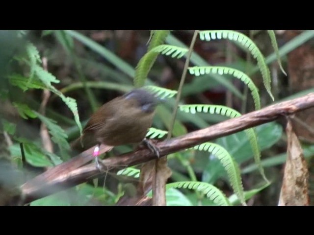 Gray-throated Babbler - ML201890571