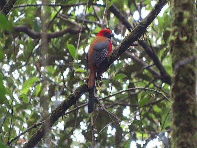 trogon šedoprsý - ML201890581