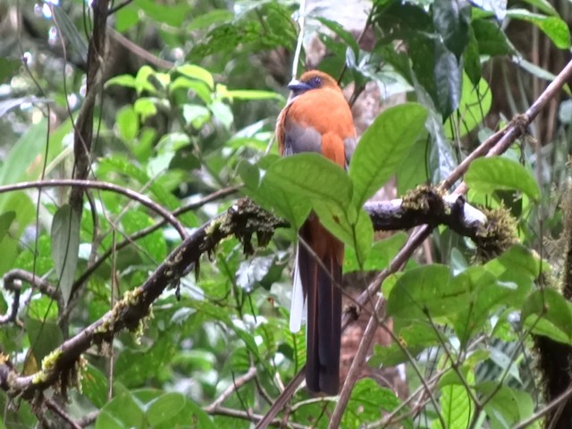 Whitehead's Trogon - ML201890591