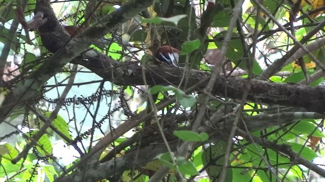 Sunda Scimitar-Babbler - ML201890631