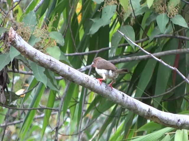 barbet hnědý - ML201890641