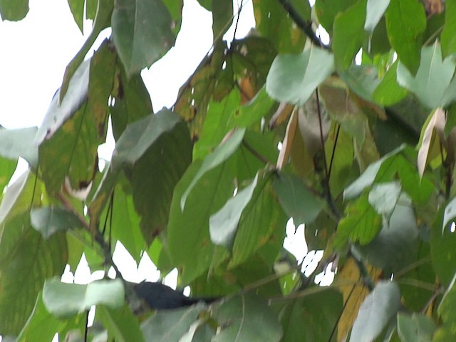 Malcoha Ventrinegro - ML201890661